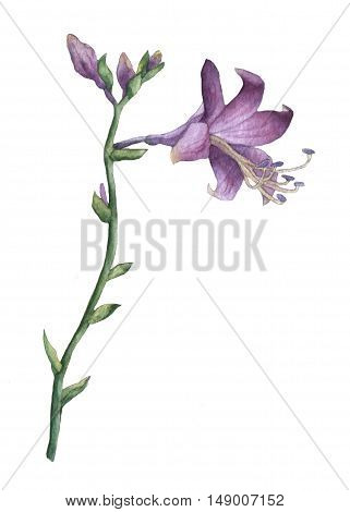 Branch of purple hosta flower isolated on white. Hosta ventricosa minor, asparagaceae family. Watercolor painting.