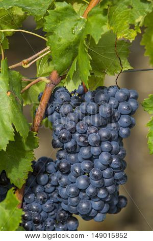 Sangiovese Grapes In The Montalcino Region Of Tuscany