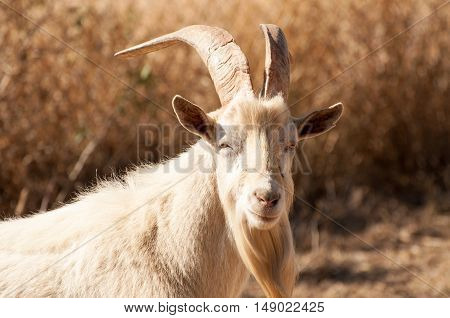 Portrait of a Saanen billy goat in the fields.
