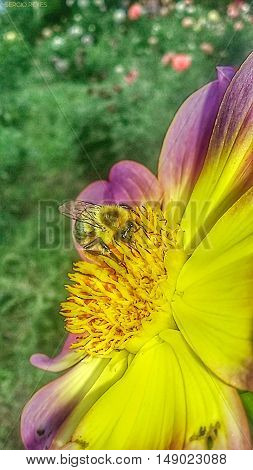 Bee resting on a flower collecting pollen