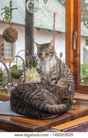 Two cats together one sitting one lying down on the kitchen counter by the kitchen window