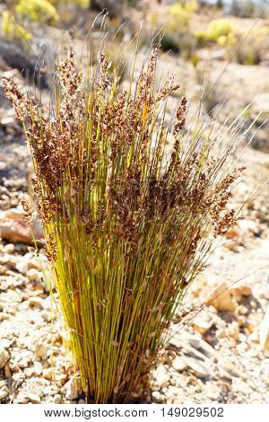 Flowers Growing On The Swartberg Pass