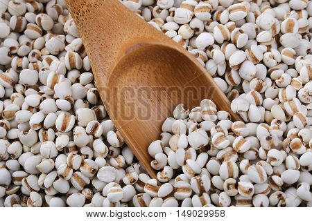 Coixseed With Wooden Spoon