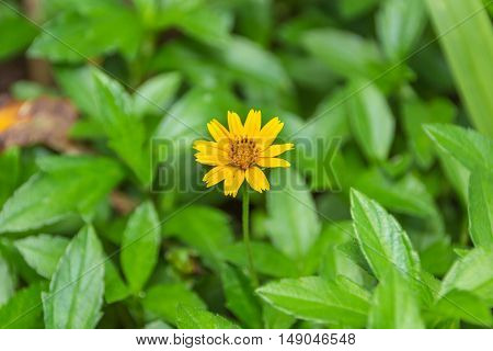 Little yellow star flower on green leaf