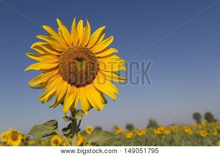 bee at sunflower for collect honey at sunny day