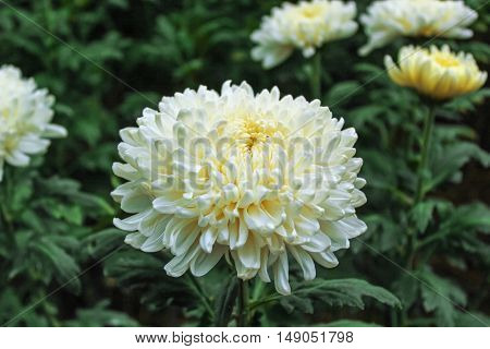 Chrysanthemum farm on Doi Inthanon mountain in Chiang Mai, Thailand