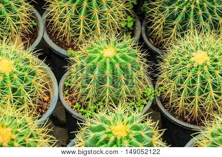 Cactus in desert, cactus on rock, cactus Nature green background