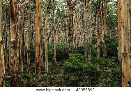 View inside forest of Australian gum trees