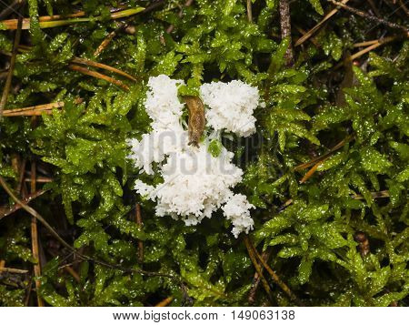 brown slug on white slime mold in moss close-up selective focus shallow DOF