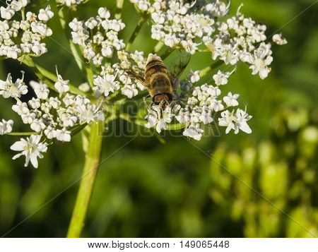 Horse-fly male on flower of Hogweed Sosnowski Heracleum sosnowskyi close-up selective focus shallow DOF