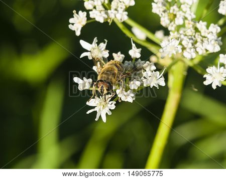 Horse-fly male on flower of Hogweed Sosnowski Heracleum sosnowskyi close-up selective focus shallow DOF