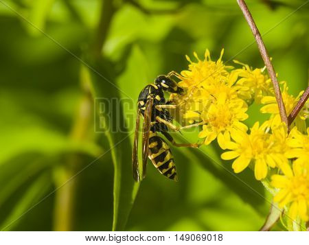 Wasp on blooming goldenrod solidago close-up with bokeh background selective focus shallow DOF