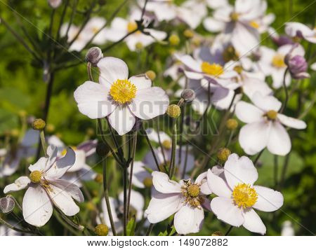 Japanese Anemone Anemone hupehensis flowers at flowerbed close-up selective focus shallow DOF