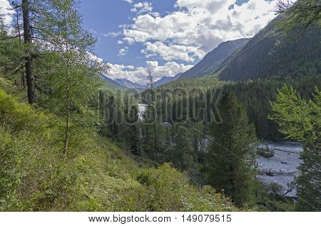 The Kucherla river in the gorge. Sunny summer day. Altai Mountains Russia.