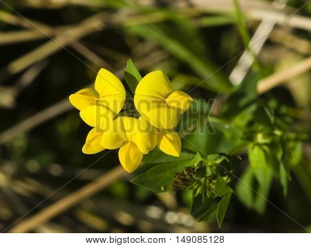 Meadow vetchling Lathyrus pratensis blossom close-up selective focus shallow DOF