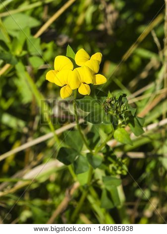 Meadow vetchling Lathyrus pratensis blossom close-up selective focus shallow DOF