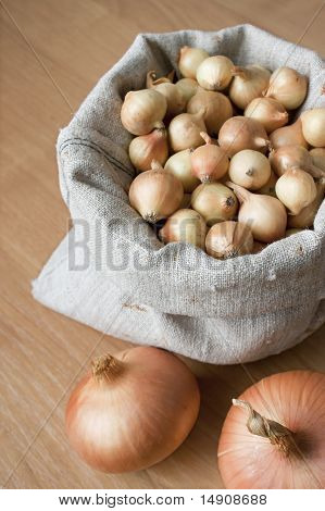 Cibule k výsadbě