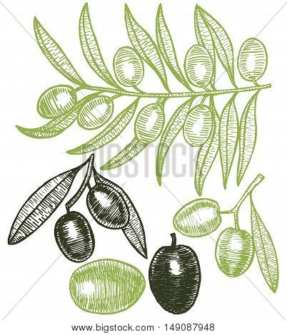 Olives Green Hand Draw Sketch. Vector illustration