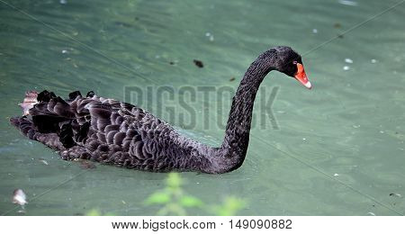 Black Swan With A Long Neck
