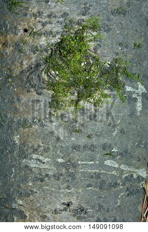 gray bark of the tree with green moss