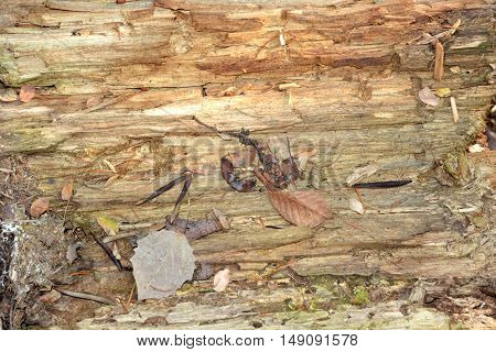 Background tree in the context of a crawl with cracks of different sizes and shapes horizontally