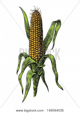 Ripe corn on the cob with leaf. Vector vintage color engraving illustration. Isolated on white background
