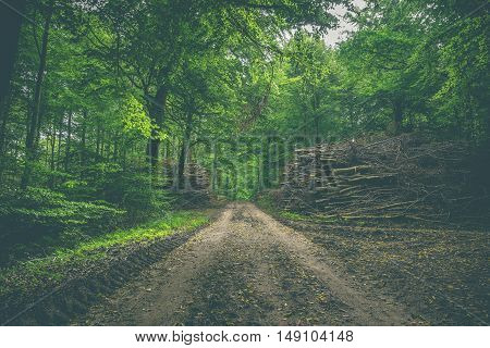 Muddy Forest Trail With Stacks Of Wood