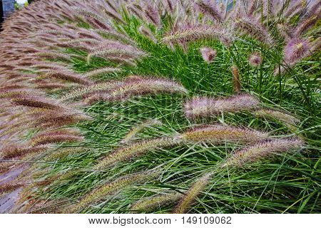 Pennisetum alopecuroides - garden decoration plant Fountain Grass