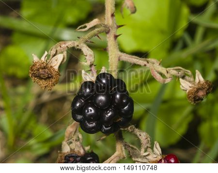 Ripe black wild blackberry on bush macro selective focus shallow DOF