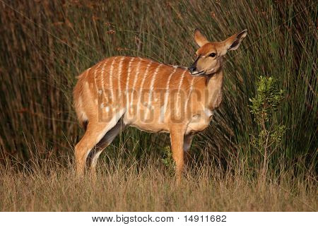 Femmina di antilope Nyala