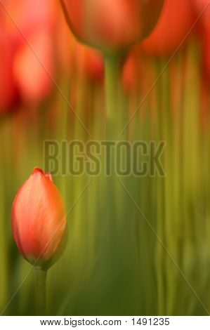 Longstemmed Tulpen