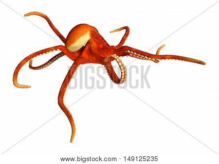 3D Rendering Octopus On White