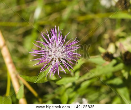 Blooming Brown Knapweed Centaurea jacea macro selective focus shallow DOF