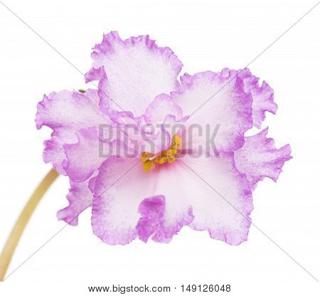 Beautiful blue violet flower isolated over white background