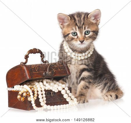Fashionable kitten protects a wooden chest with pearls isolated on white background