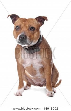 Engelsk Staffordshire bullterrier