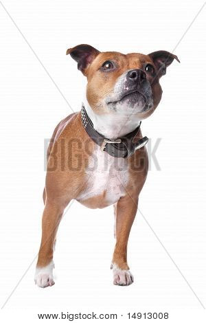 Engelsk Staffordshire bullterrier