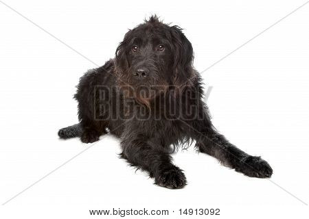 Labradoodle