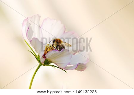 White cosmea flower with a bee on it in summer season .Bee on Cosmea flower isolated.Bee working on white cosmos flower.