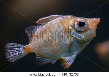 Boarfish (Capros aper). Marine fish.