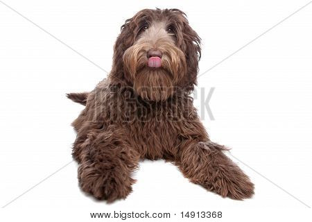 Labradoodle
