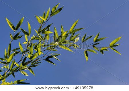Bamboo Branch -- with transparent green leaves against a blue sky. Green bright bamboo at blue sky background.