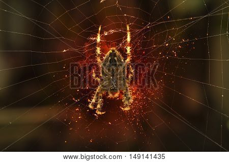 Spider hanging on a spider web. Fire illustration