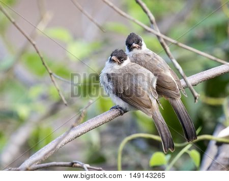 Image of two birds perched on the branch in the wild. Sooty headed bulbul.