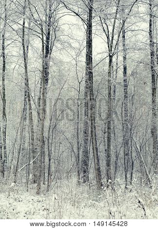 Majestic landscape with fog during a snowfall. Dramatic and picturesque wintry scene. Winter forest with snow on trees and floor