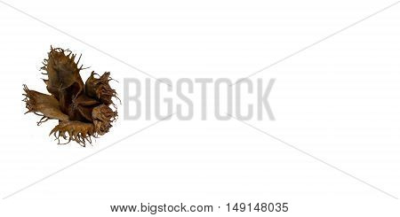 Beechnut with seeds in autumn, seasonal and cut
