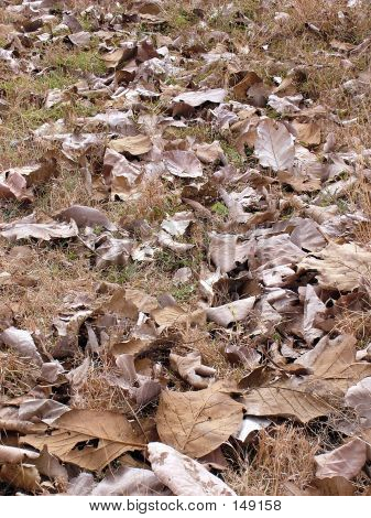 Dry Leaves