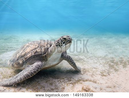 Green Sea Turtle