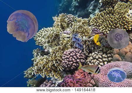 Jellyfish corals and fish on the ocean floor. Red Sea