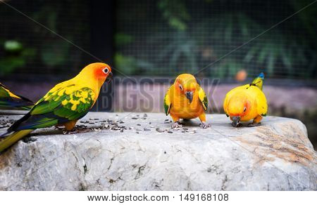 group of orange mini parrot standing on rock